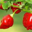 100 Red Habanero Pepper HOT CHILLI PEPPER Seeds Fresh Garden 100 Red Habanero Pepper HOT CHILLI PEPPER Seeds Fresh Garden