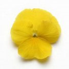 15 Pansy Cool Wave Yellow Trailing Pansy HANGING PANSY Seeds Fresh Garden