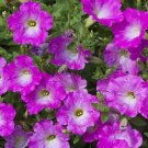 Petunia Opera Supreme Pink Morn Trailing Petunia 25 pelleted Seeds Fresh Garden