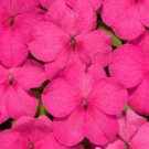 50 Impatiens Logro Rose Flower Seeds Fresh Garden
