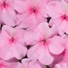 50 Impatiens Logro Pink Flower Seeds Fresh Garden