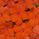 50 Impatiens Logro Orange Flower Seeds Fresh Garden