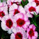 Dianthus Super Parfait Strawberry 50 PELLETED Seeds Fresh Garden