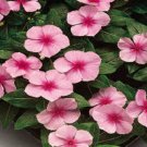 50 Vinca Sunsplash Light Pink Seeds Fresh Garden