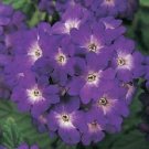 Verbena Quartz Blue Flower 50 Seeds Fresh Garden