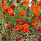 500 California Poppy Red Chief Poppy NURSERY Seeds Fresh Garden