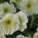 Pelleted Petunia Yellow Madness 50 Pelleted Seeds Fresh Garden