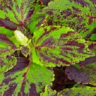 Coleus Jazz Marble 50 Coleus Seeds Fresh Garden