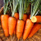 5000 Carrot Chantenay Red Core Carrot STARTS Seeds Fresh Garden