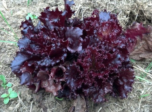 2000 Lettuce Ruby Red Leaf Lettuce Seeds Fresh Garden