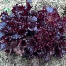 2000 Lettuce Ruby Red Leaf Lettuce Seeds Fresh Garden
