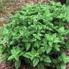 Basil HERB Lime Basil 500 Seeds Fresh Garden