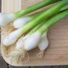 Bunching Onion Tokyo Long White Onion 500 Seeds Fresh Garden