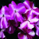 Impatiens Accent Violet Star 50 Flower Seeds Fresh Garden