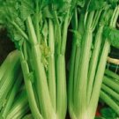 3000 Celery Utah 52-70 Seeds Fresh Garden