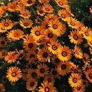 100 African Daisy Orange Flower Seeds Fresh Garden