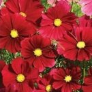 100 Cosmos Dazzler FLOWER Seeds Fresh Garden