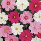 500 Cosmos Sensation Mix FLOWER Seeds Fresh Garden 500 Cosmos Sensation Mix FLOWER Seeds Fresh Garden