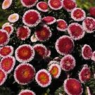 100 Aster Callistephus Pompon Hi No Maru FLOWER Seeds Fresh Garden 100 Aster Callistephus Pompon Hi No Maru FLOWER Seeds Fresh Garden