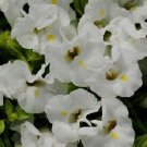 Torenia Kauai White 50 Pelleted Seeds Fresh Garden