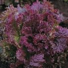 Lettuce 500 Red Fire Seeds Fresh Garden