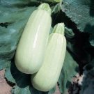 25 Squash Barq takes 50 days Seeds Fresh Garden