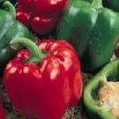 200 PEPPER SWEET YOLO WONDER PEPPER Seeds Fresh Garden