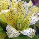 25 Spotted Gentian Gentiana Punctata Herb Seeds Fresh Garden