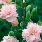 Carnation Chaband La France Dianthus 50 Flower Seeds Fresh Garden