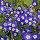 Morning Glory Ensign Royal 50 Flower Seeds Fresh Garden