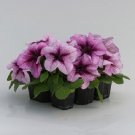 50 Pelleted Prism Raspberry Sundae Petunia Seeds Fresh Garden