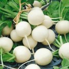 2000 Radish Hailstone 25 days vegetable Seeds Fresh Garden