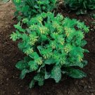 50 Cerinthe Bouquet Gold Seeds Fresh Garden
