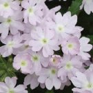 Verbena Quartz XP Silver Flower 50 Verbena Seeds Fresh Garden