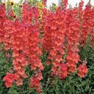 250 Snapdragon Orange Wonder Orange Snapdragon Seeds Fresh Garden