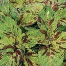 50 Coleus Wizard Mosaic Seeds Fresh Garden