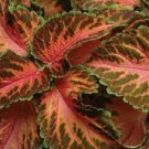 Coleus Wizard Coral Sunrise 50 Seeds Fresh Garden