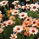 100 Daisy African Daisy Salmon Flower Seeds Fresh Garden
