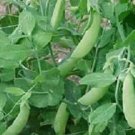100 Pea Little Marvel Pea Seeds Fresh Garden
