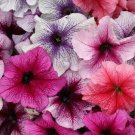 50 Pelleted Prism Sundae Mix Petunia Seeds Fresh Garden