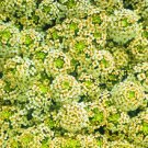 Alyssum Cheers Yellow GROUND COVER 100 Seeds Fresh Garden