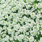 100 Alyssum Cheers White GROUND COVER Seeds Fresh Garden