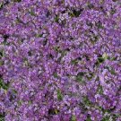 100 Alyssum Cheers Lavender GROUND COVER Seeds Fresh Garden