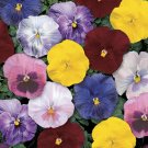 50 Pansy Delta Monet Mix Seeds Fresh Garden