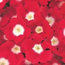 Verbena Quartz XP Red W Eye Flower 50 Verbena Seeds Fresh Garden Verbena Quartz XP Red W Eye Flower 50 Verbena Seeds Fresh Garden