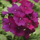 Verbena Quartz XP Purple 50 Verbena Seeds Fresh Garden
