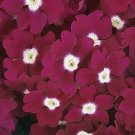 Verbena Quartz XP Burgundy Eye 50 Verbena Seeds Fresh Garden