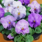 50 Pansy Character Clear Lavender FLOWER Seeds Fresh Garden