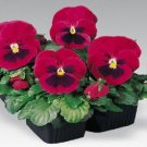 Pansy Inspire Carmine With Blotch 50 FLOWER Seeds Fresh Garden