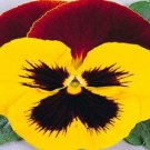 50 Pansy Massive Yellow Tricolor LARGE BLOOMS Seeds Fresh Garden 50 Pansy Massive Yellow Tricolor LARGE BLOOMS Seeds Fresh Garden